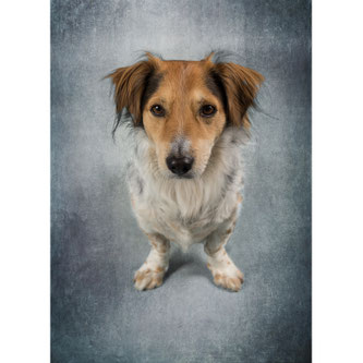 Hundefoto im Studio Stuttgart – professionelles Tierporträt bei Photo Bergmeister mit weicher Lichtführung.