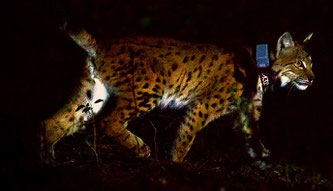 Luchs Pfälzer Wald