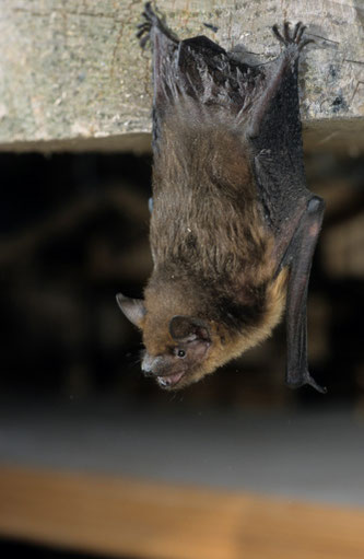 Breitflügelfledermaus am Hangplatz. Foto: NABU/Dietmar Nill