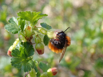 Ein Weibchen der Rotpelzigen Sandbiene an einer Stachelbeerblüte. Viele heimische Wildbienenarten haben eine hohe Bedeutung als Bestäuber unserer Kulturpflanzen. Foto: Andreas Hurtig