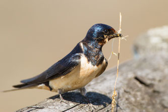 Rauchschwalbe. Foto: Bärbel Franzke