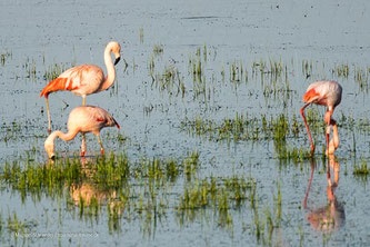 Flamingos in Deutschland