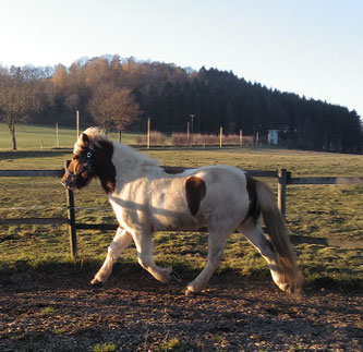 Helgi, ein Fuchsschecke mit viel weiß, trabt frei im Longierzirkel, ein Ohr aufmerksam nach innen gerichtet
