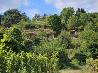 Weinbergsbrache am Schlossberg. Foto: NABU Mittelhaardt