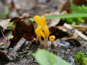 Fruchtkörper des Sumpf-Haubenpilzes im Bokelfenn. Foto: G. Höweler