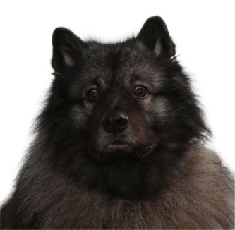 Difference Wolfsspitz Großspitz Keeshond Giant Spitz