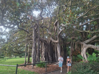 Two people in front of a Lord Howe Island banyan tree in Sydney Botanical Gardens