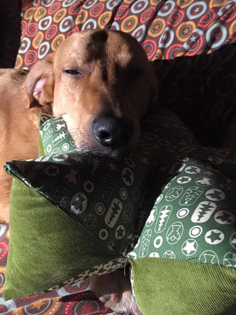 Sternenkissen, Einzig-n-Artig, Uli, Sternenkissen Hund