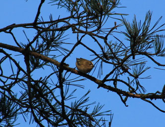 Wintergoldhähnchen (Foto: Nicole Dekker)