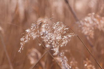 ©アポワンティ フード&サイエンス バセドウ病のための花粉症対策をしましょう