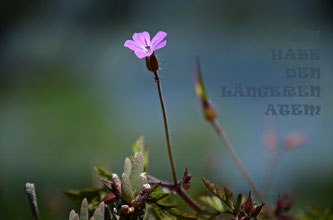 Copyright, AincaArt, Ainca Kira, Foto und Text, Writer, Photographer, Photography, 