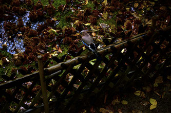 Copyright, AincaArt, Ainca Kira, Foto und Text, Writer, Photographer, Photography, Eichelhäher, Jay, Eurasian Jay,