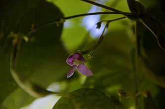 Copyright, AincaArt, Ainca Kira, Foto und Text, Writer, Photographer, Photography, Angelikabohne, Blüte, Angelika Bean Blossom,