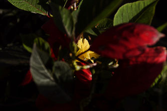 Copyright, AincaArt, Ainca Kira, Foto und Text, Writer, Photographer, Photography,