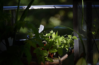 Copyright, AincaArt, Ainca Kira, Foto und Text, Writer, Photographer, Photography, Bilsenkraut, Henbane