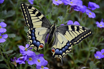 Copyright, AincaArt, Ainca Kira, Foto und Text, Writer, Photographer, Photography, Schwalbenschwanz, Papilio machaon, Swallow-Tail,