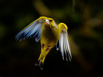 (Foto: Hansjörg Ribis/naturgucker.de)