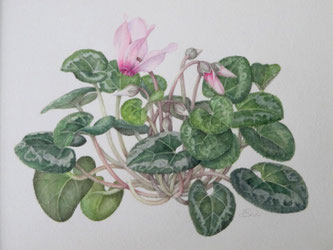 シクラメンの絵画 パステル画 点く 【絵画】ボタニカルアート