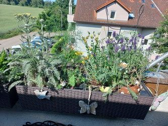 Blumenkastenbepflanzung Südseite, Foto: ©A. Böhm