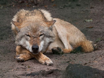 Friedlicher Bewohner: Schlafender Wolf. - Foto: Kathy Büscher