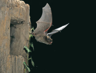 Ausfliegende Fledermaus. - Foto: Dietmar Nill