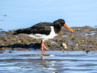 Austernfischer reagieren empfindlich auf Störungen. - Foto: Kathy Büscher