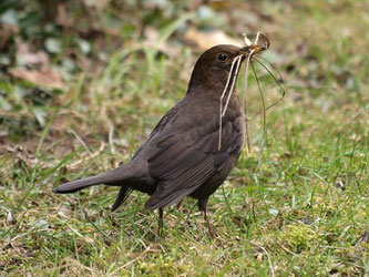 Baut ihre Nester in Hecken: Die Amsel. - Foto: Kathy Büscher