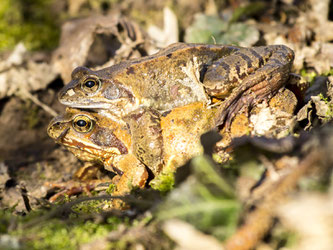 Ein Grasfrosch-Doppeldecker, der in Möllenbeck im Eimer saß. - Foto: Kathy Büscher