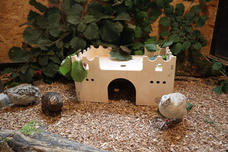 Wachtelvoliere - Wachtelgehege – Wachtelstall – Wachtelhaus - Wachtelunterkunft – Tierseuchenkasse – Veterinäramt – Meldepflicht – Tierart – Seuchenbekämpfung – Vogelgrippe - Bestimmungen – Hobbyhaltung – Freilandhaltung – Nutztierhaltung - Landwirtschaft