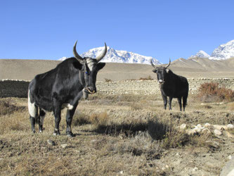 In Mustang erleben Hauser-Reisende eine der ursprünglichsten Regionen Nepals, Yaks zählen dort noch immer zu den wichtigsten Nutztieren. ©Hauser Exkursionen/Katharine Plitz