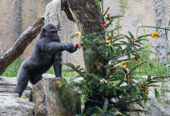 Gorilla Okanda erkundet seinen Weihnachtsbaum 2016 (Foto: Tierpark Hellabrunn / Marc Müller)