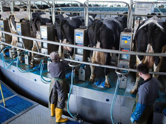 Die Milchwirtschaft steckt in einer tiefen Krise. Der Bauernverband fordert Hilfe von der Politik. Foto: Jens Büttner/Archiv