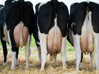Milchkühe bringen den Bauern derzeit Verluste. Foto: Sebastian Kahnert/Archiv