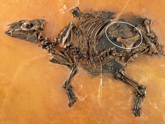 Fossil einer trächtigen Urzeit-Stute mit gut entwickeltem Fötus im Bauch. Foto: Senckenberg-Forschungsinstitut Frankfurt