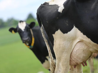 Milchkühe auf einer Weide. Ein "Milchgipfel" bei Bundesagrarminister Christian Schmidt soll bei der Stabilisierung der Preise helfen. Foto: Oliver Berg