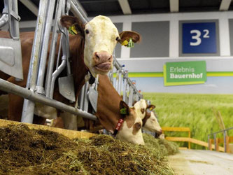 Milchkühe stehen auf dem Messegelände in Berlin. Die Internationale Grüne Woche eröffnet für Besucher. Foto: Rainer Jensen