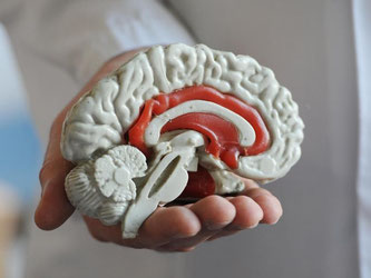 Alle Teile des menschlichen Gehirns sind durchgängig aktiv. Nur zahlreiche Synapsen bleiben ungenutzt. Foto: Armin Weigel