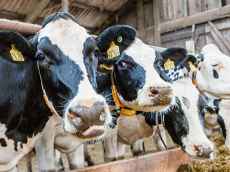  Milchkühe stehen in einem Stall in Hohenwestedt (Schleswig-Holstein). Foto: Markus Scholz/Illustration