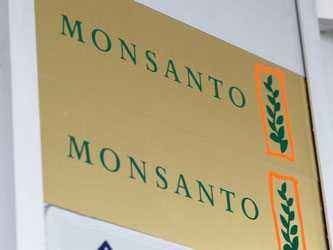 In den vergangenen Tagen war mehrfach spekuliert worden, dass Bayer seine Kaufofferte für Monsanto, das als Spezialist von genmanipuliertem Saatgut immer wieder in die Kritik gerät, möglicherweise erhöhen wird. Foto: Franz-Peter Tschauner