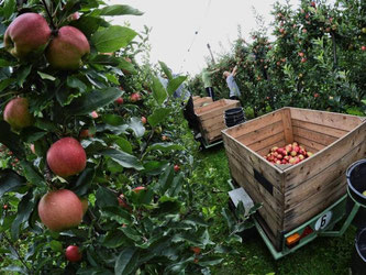 Apfelernte in Bornheim. Einen Fünftel weniger als im Spitzenjahr 2014 dürften deutsche Bauern in diesem Jahr ernten. Foto: Henning Kaiser