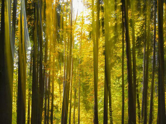 Der herbstlich gefärbte Steigerwald. Foto: Nicolas Armer/Archiv