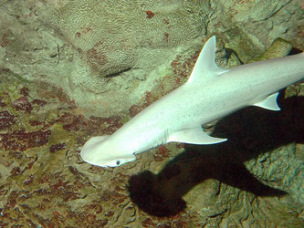 32 Arten sollen als besonders gefährdet eingestuft werden. Dazu zählt der Hammerhai. Foto: Henry Doorly Zoo