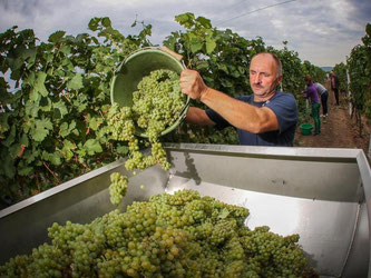 Im südpfälzischen Edesheim wurden am Mittwoch in einem Weinberg des Winzers Ralf Anselmann Trauben der Sorte Bacchus geerntet. Foto: Fredrik von Erichsen