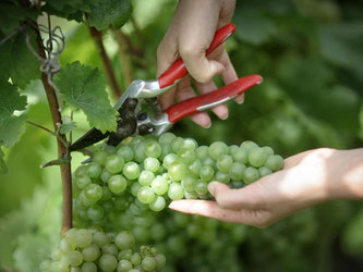 Hunderte Weinexperten sind in Mainz zum 38. Kongress der Internationalen Organisation für Rebe und Wein (OIV) zusammen gekommen. Foto: Fredrik von Erichsen