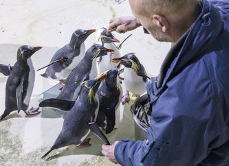 Zählung bei den Felsenpinguinen (Foto: Tierpark Hellabrunn 2017 / Marc Müller)