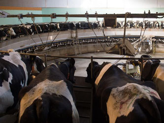 Viele Milchbauern sind in Bedrängnis, weil der Preis für ein Kilo Rohmilch auf weniger als 30 Cent eingebrochen ist. Foto: Sebastian Kahnert