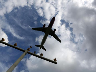 Ein Flugzeug im Landeanflug. Dank des billigen Kerosins könnten Fluggesellschaften in diesem und im nächsten Jahr mit so viel Gewinn rechnen wie noch nie. Foto: Ina Fassbender/Archiv