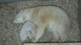 Zuckersüß! Das kleine Eisbärenbaby und Mama Giovanna am 14.2. im Tierpark Hellabrunn  (Foto: Münchener Tierpark Hellabrunn AG)