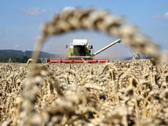 Bei der Getreideernte rechnet der Deutsche Bauernverband (DBV) mit Verlusten von elf Prozent. Foto: Thomas Warnack