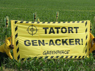 Greenpeace-Protest gegen den Anbau von Genmais. Foto: Patrick Pleul